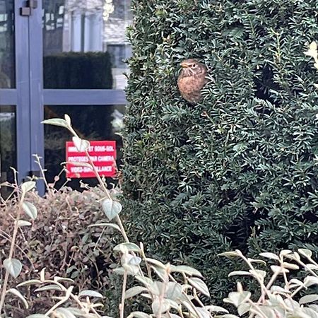 Square Walliser Pres Zenith Στρασβούργο Εξωτερικό φωτογραφία
